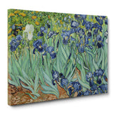 Van Gogh - Iris